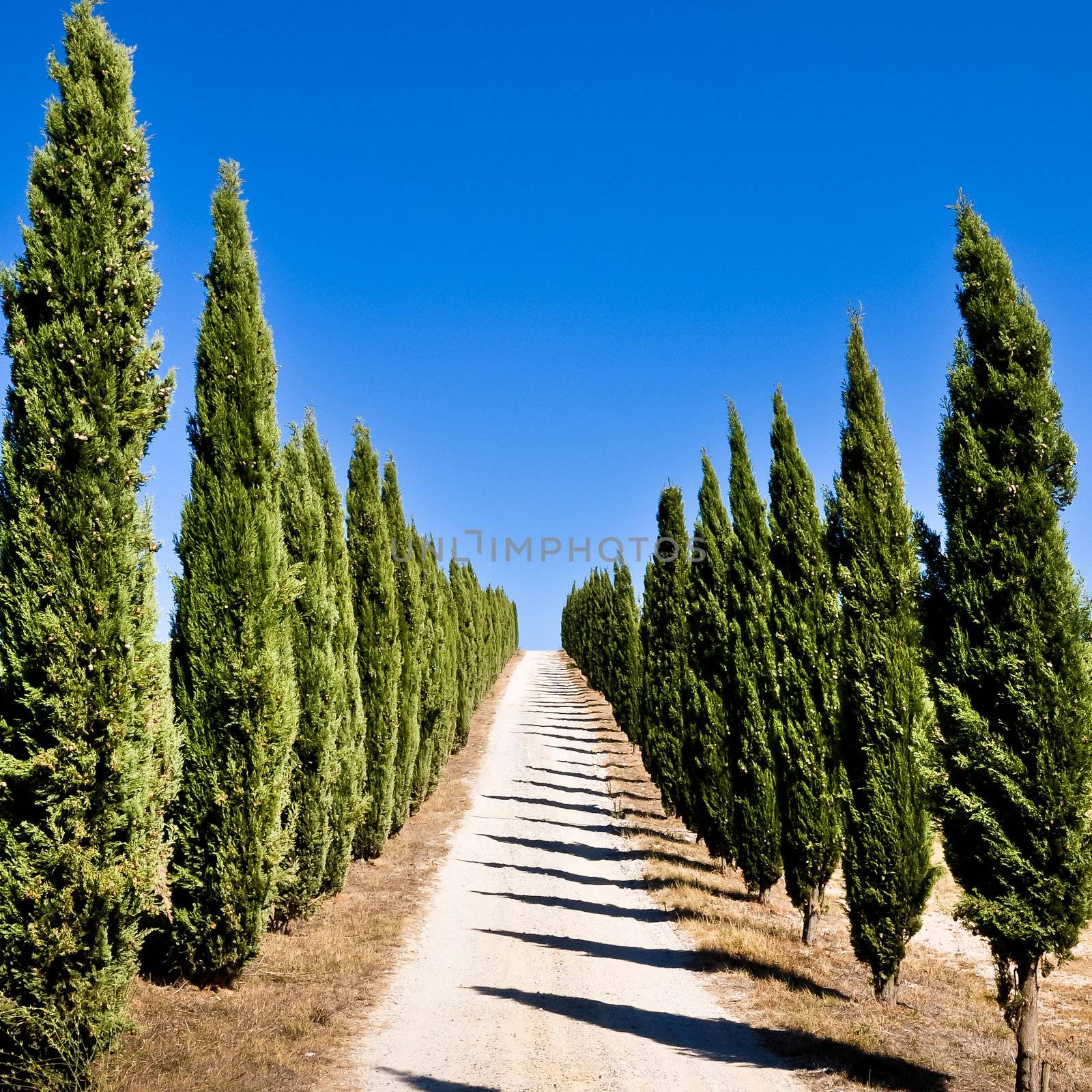 Empty tuscan cypress road by martinm303