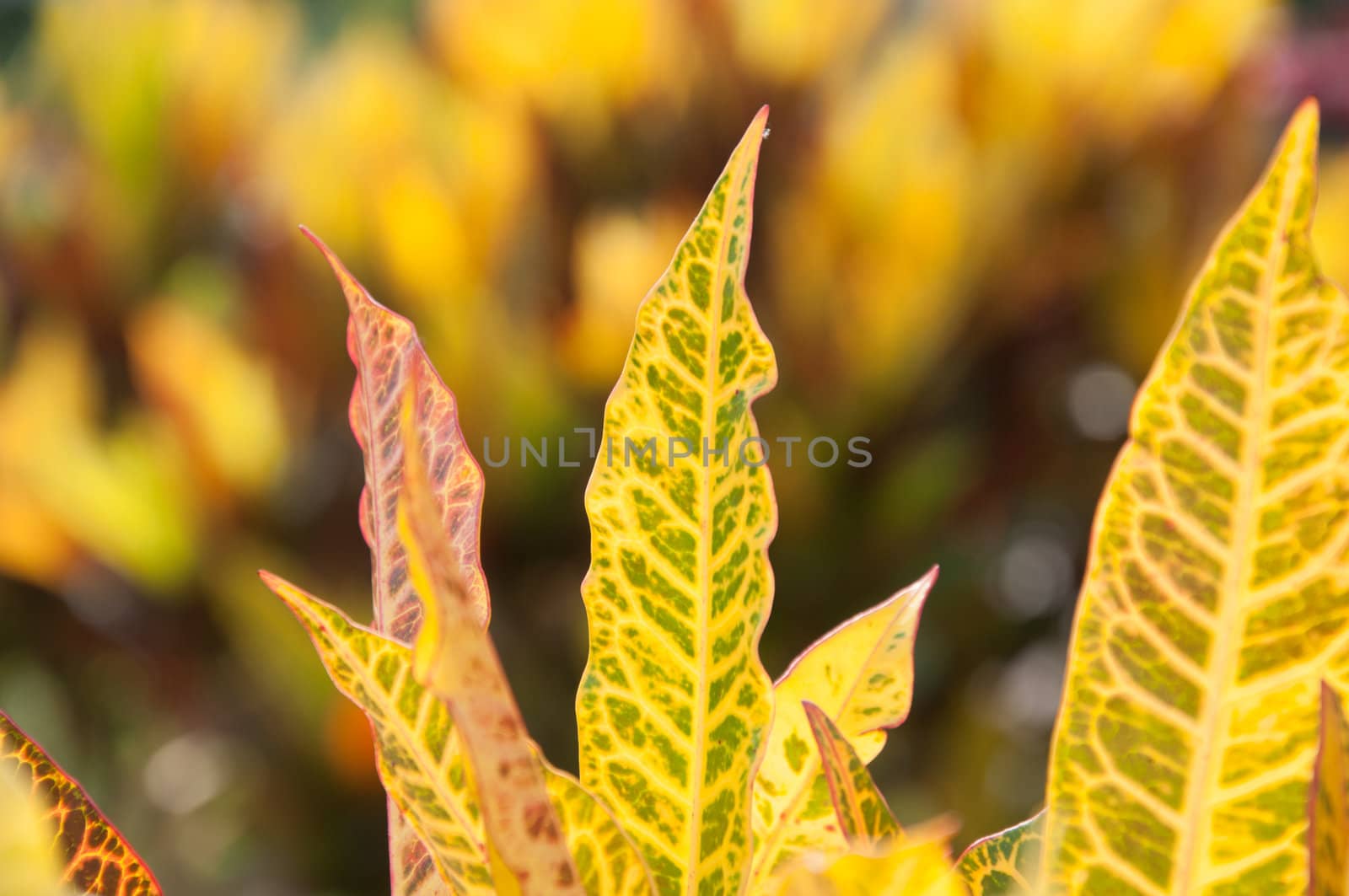 beautiful yellow leaves on plant