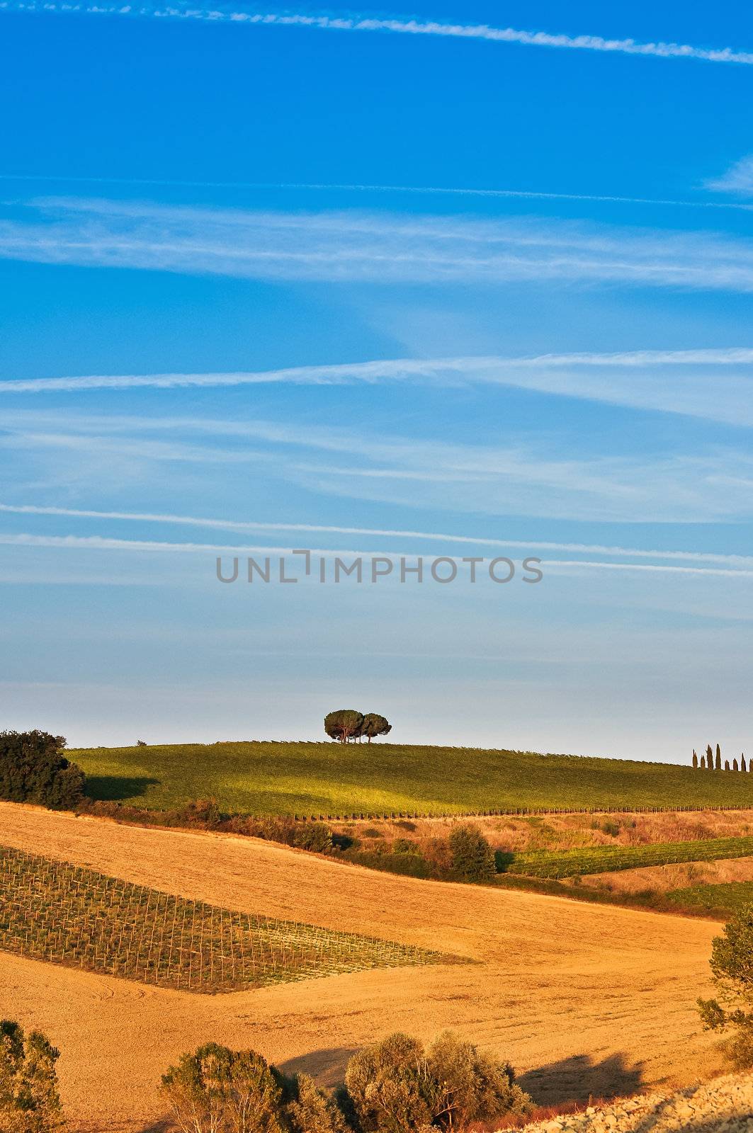 Lonely tree in Tuscan fields, Tuscany, Italy