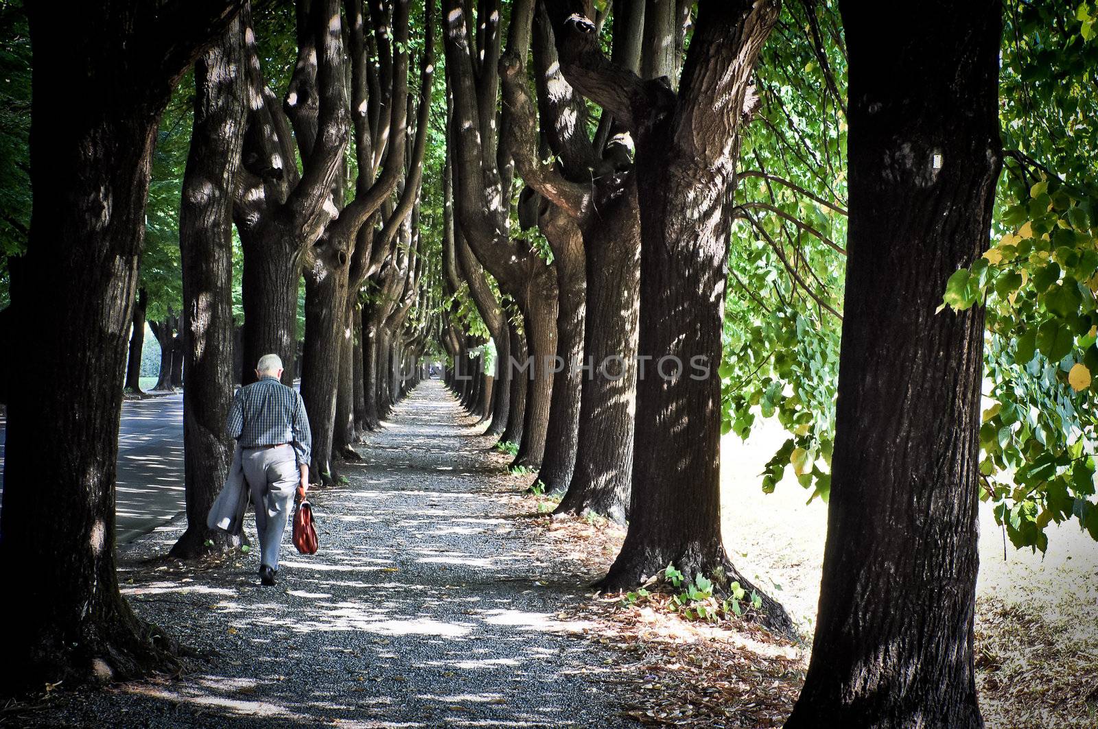 Old man walking in the path surrounded by trees by martinm303