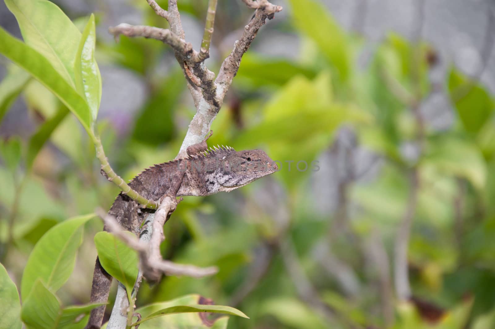 gecko reptile on tree by ngarare