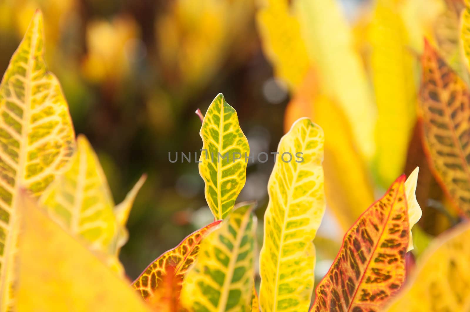 beautiful yellow leaves on plant