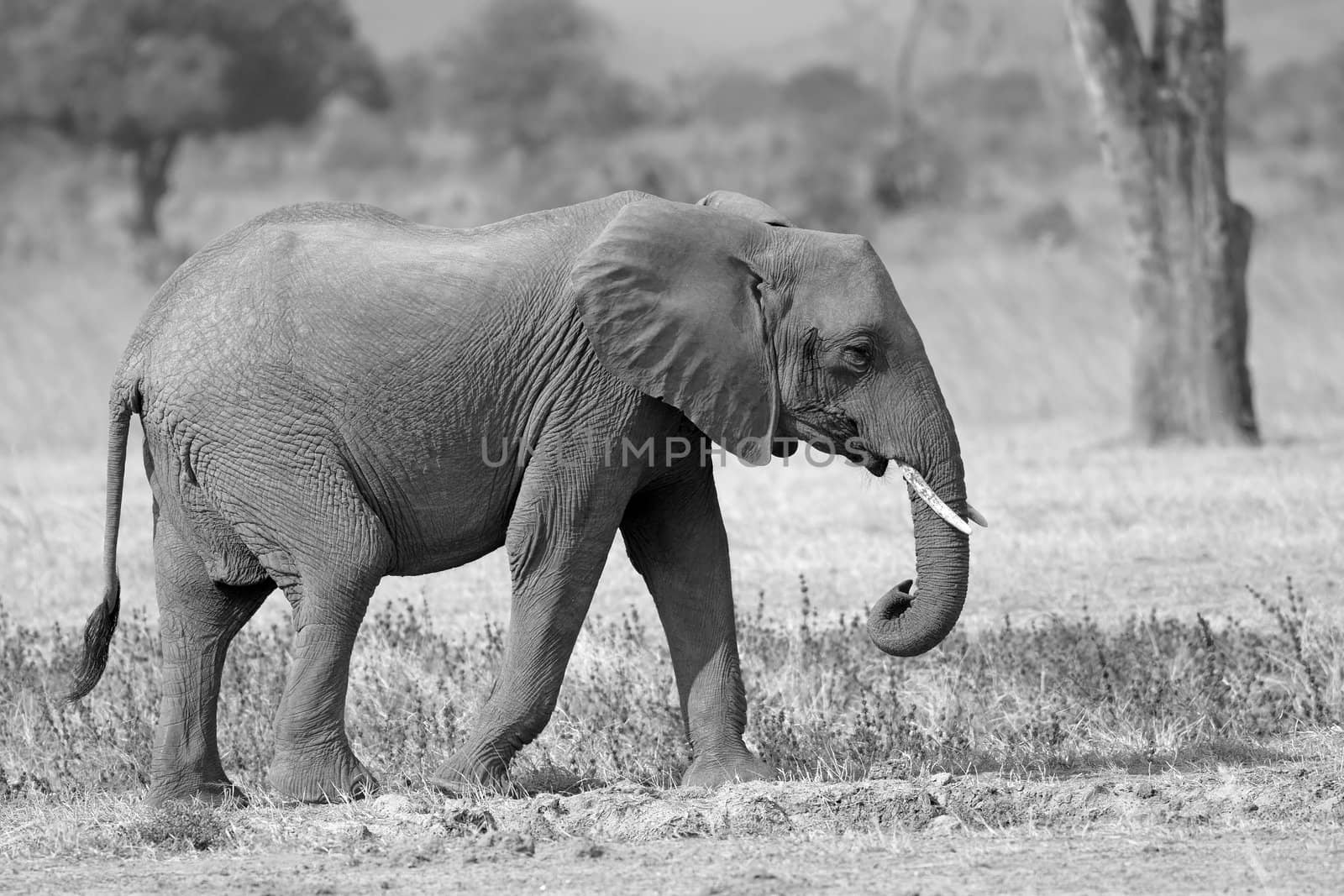 Wild Elephant in the Savannah in Mikumi, Tanzania