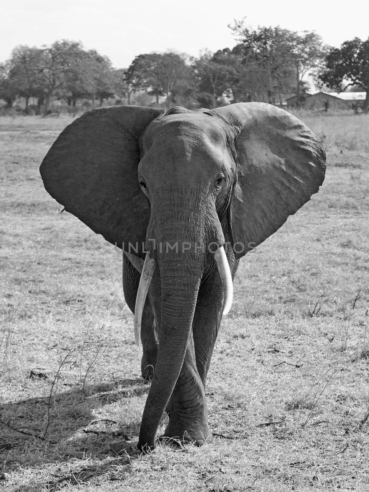 Wild Elephant in the Savannah in Mikumi, Tanzania