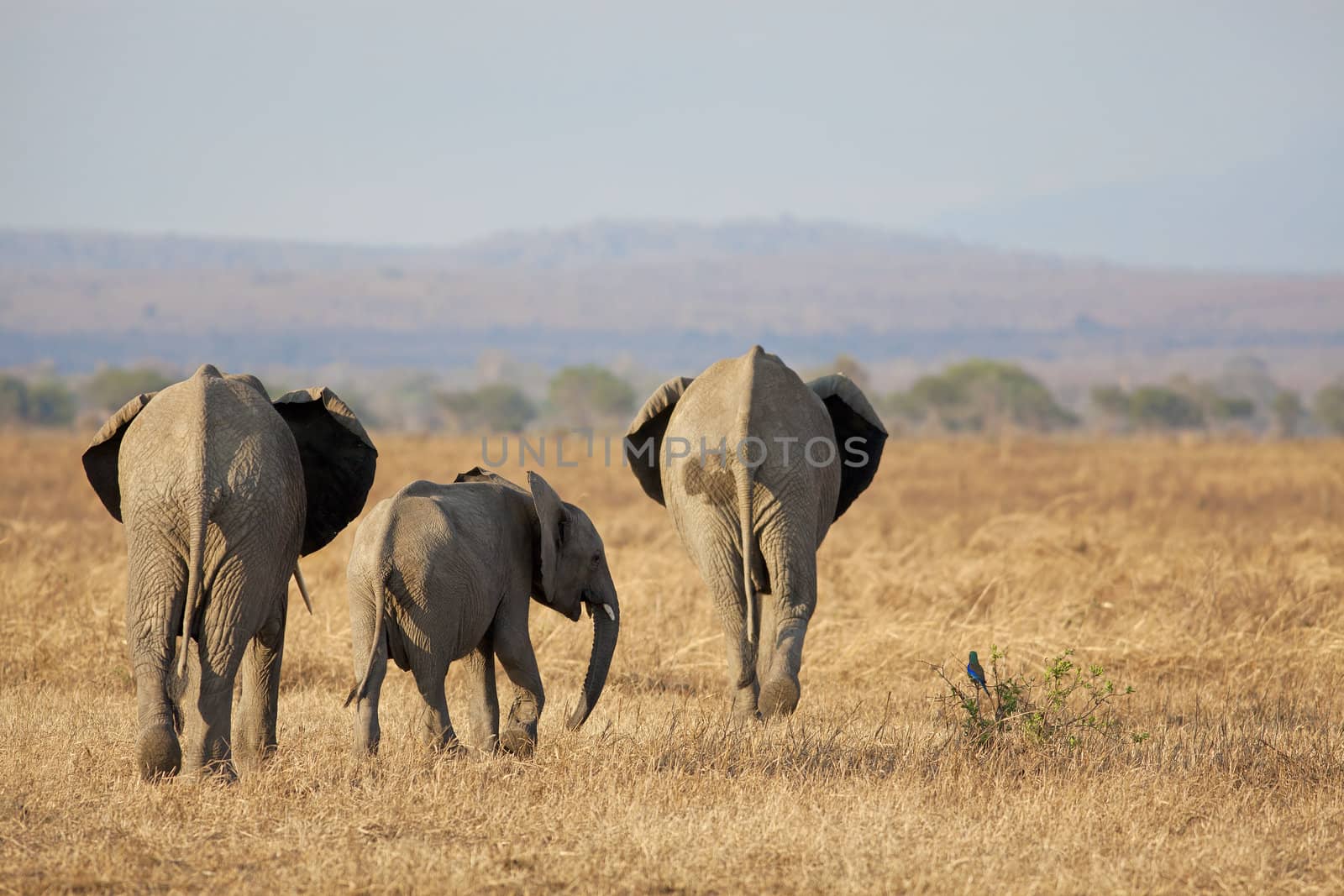 Wild Elephant in the Savannah in Mikumi, Tanzania