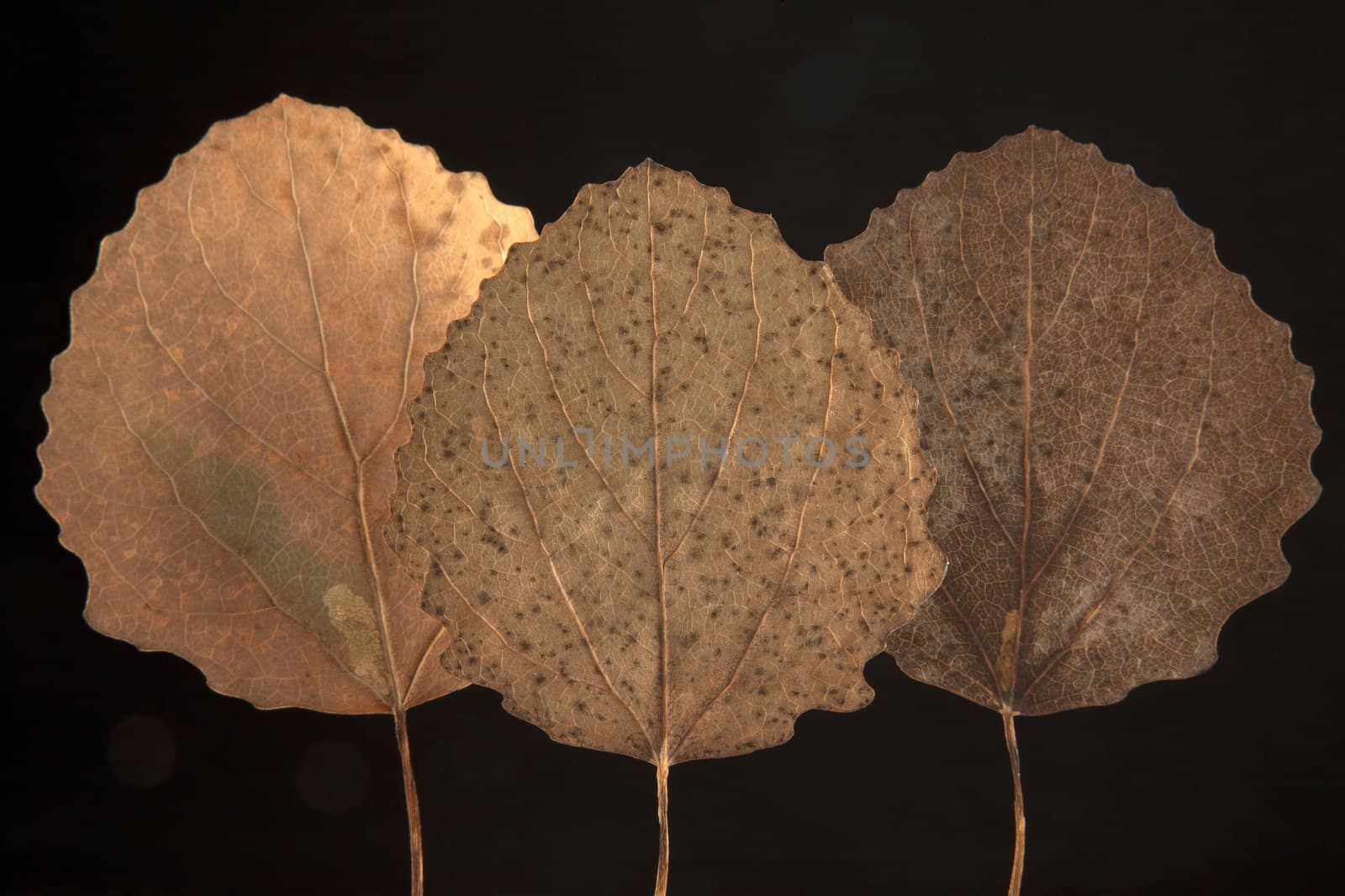dry fallen autumn leaf with black background 