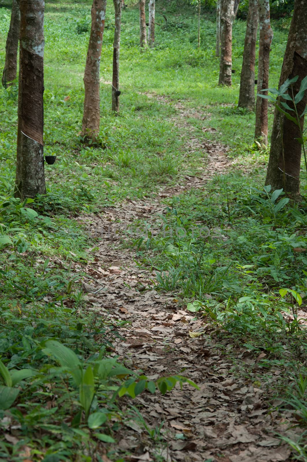 walk way in rubber tree garden by ngarare