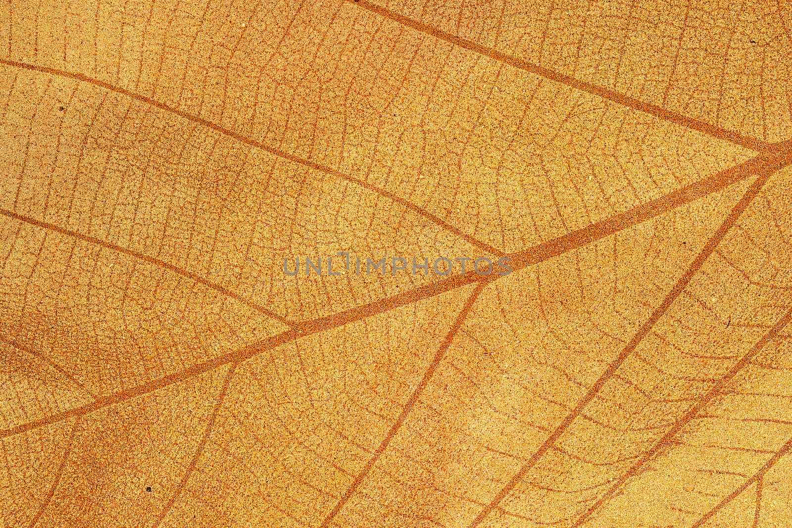 Dry leaf textured on grunge paper background by jakgree