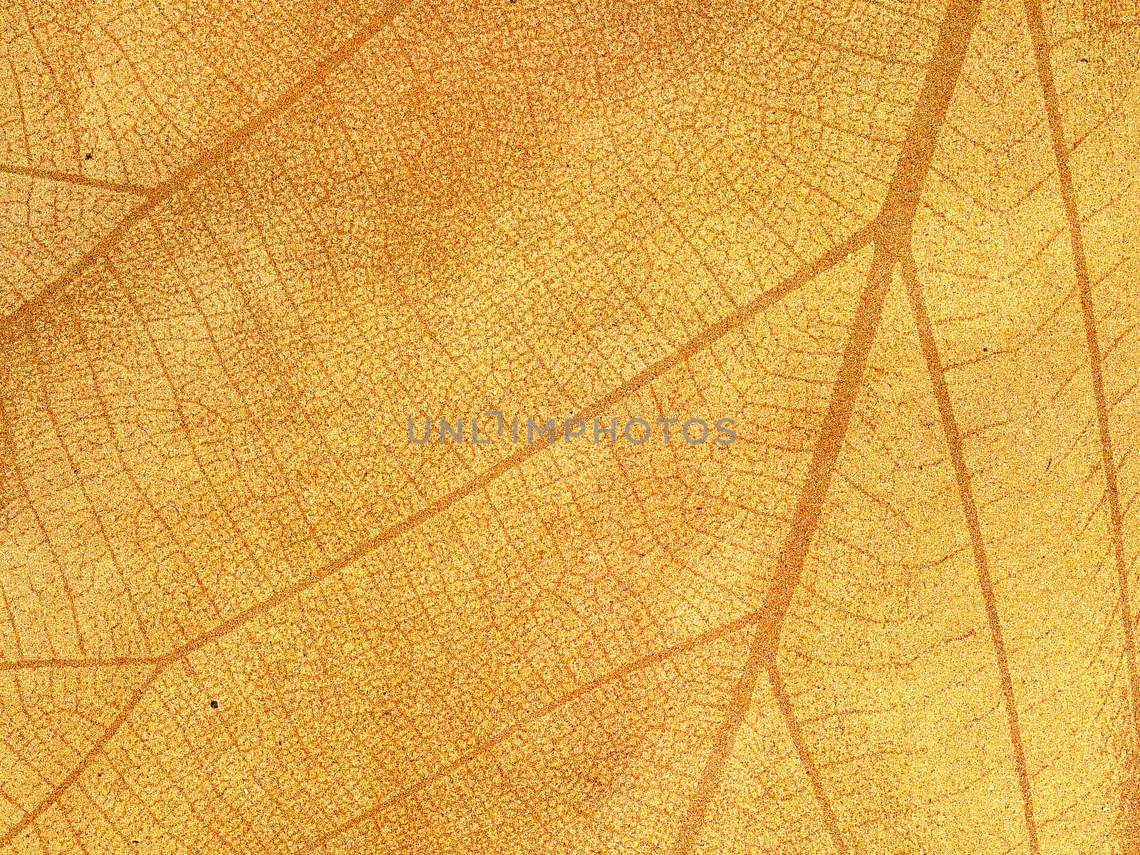 Dry leaf textured on grunge paper background