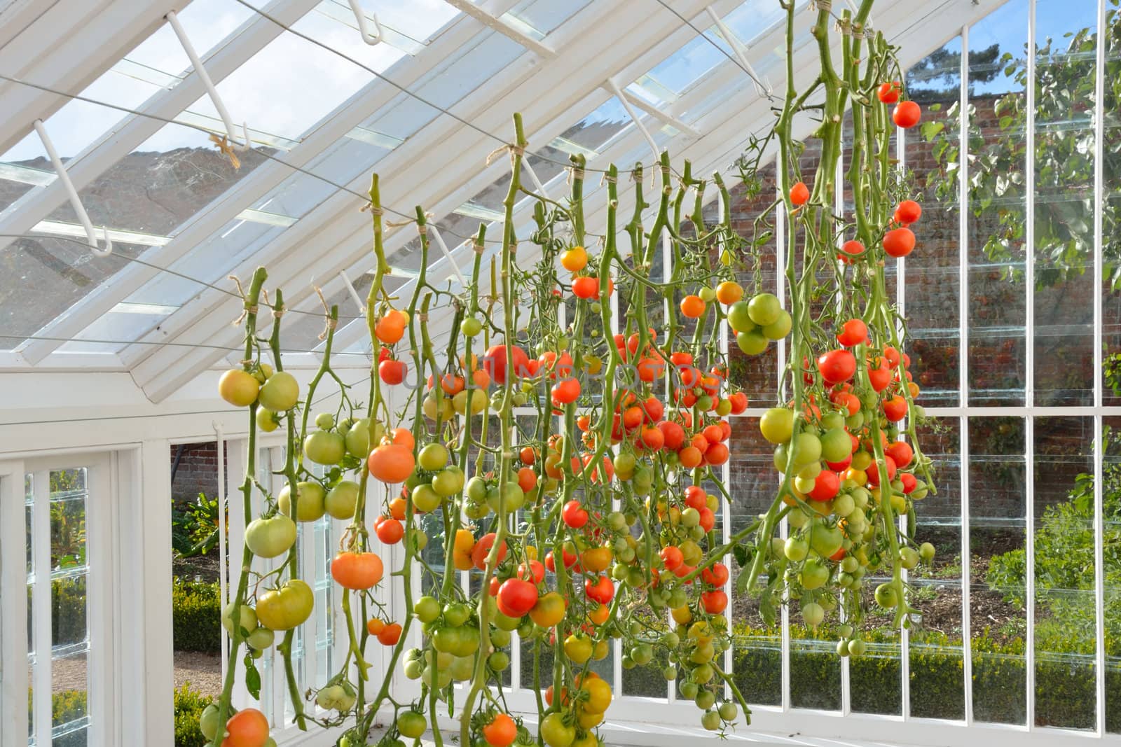 tomatoes growing in greenhouse