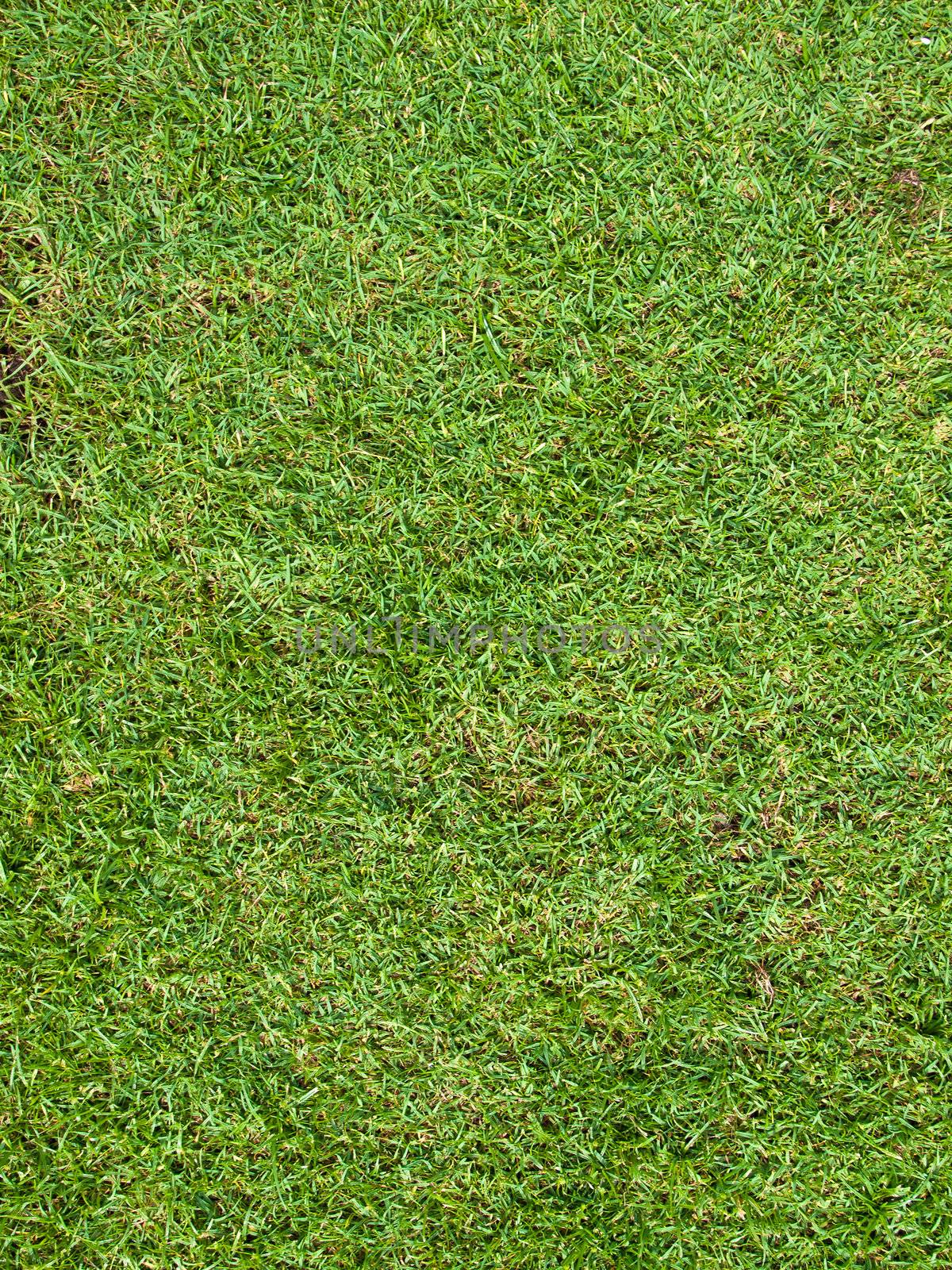 Vivid Green grass background,Can use as background by jakgree