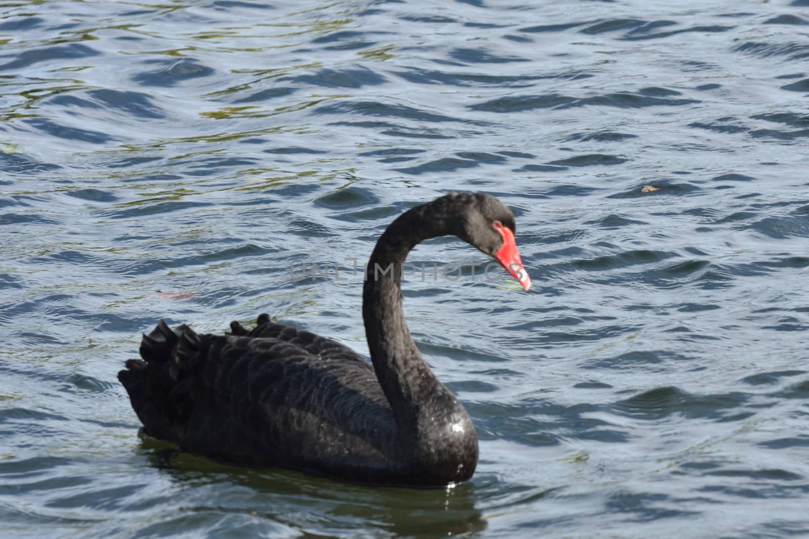 Black swan on water by pauws99