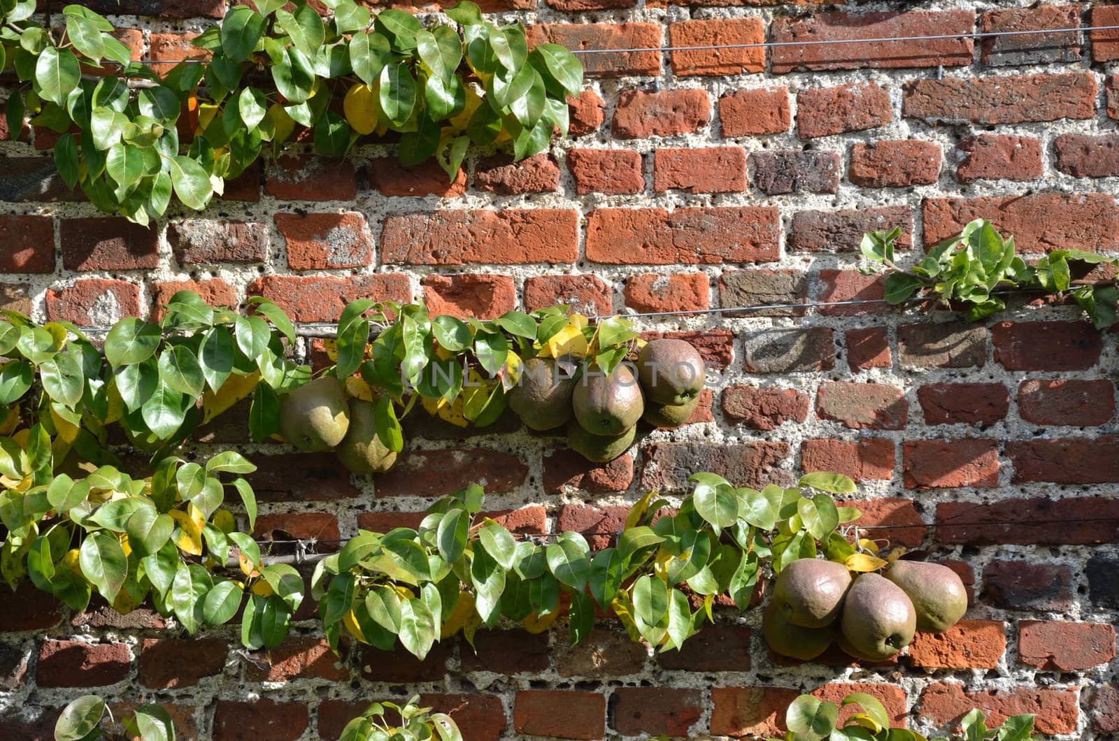 traditional pears on old wall