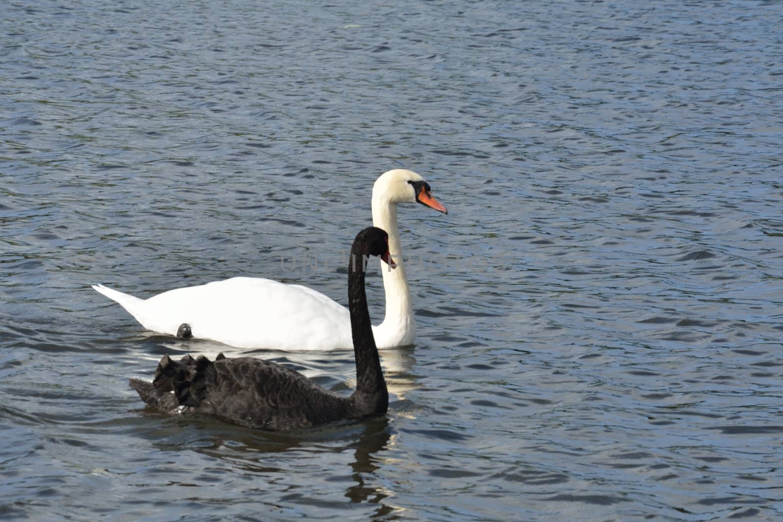 pair of black and white swans by pauws99