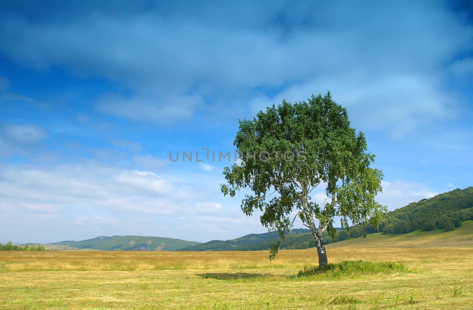 Summer landscape with birch