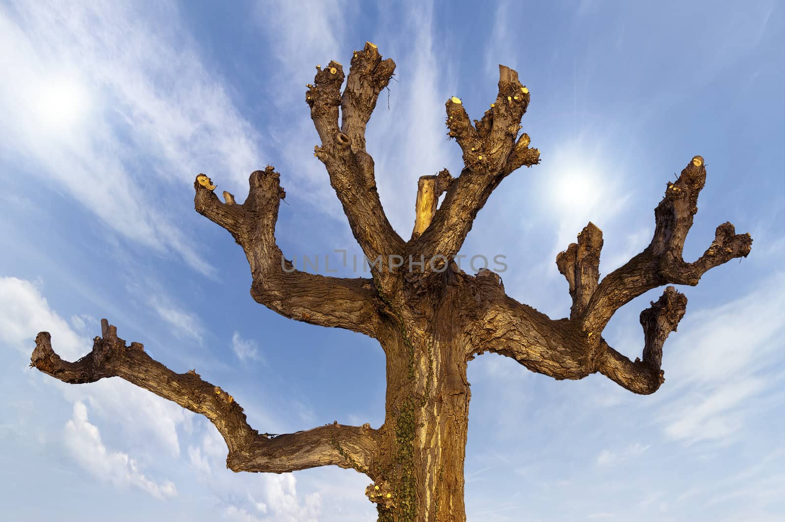Detail of the upper part a pruned brown tree on blue sky
