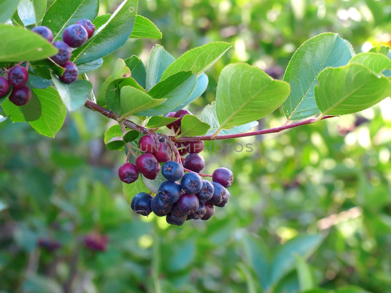 Berry of black rowan-tree. Shallow DOF.