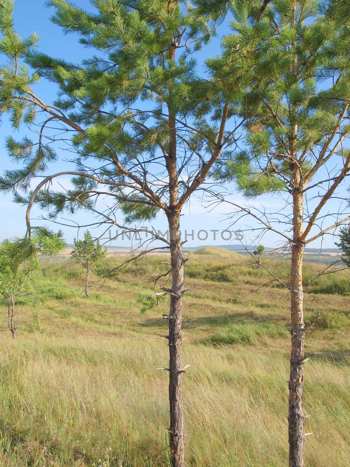 Summer landscape with pines