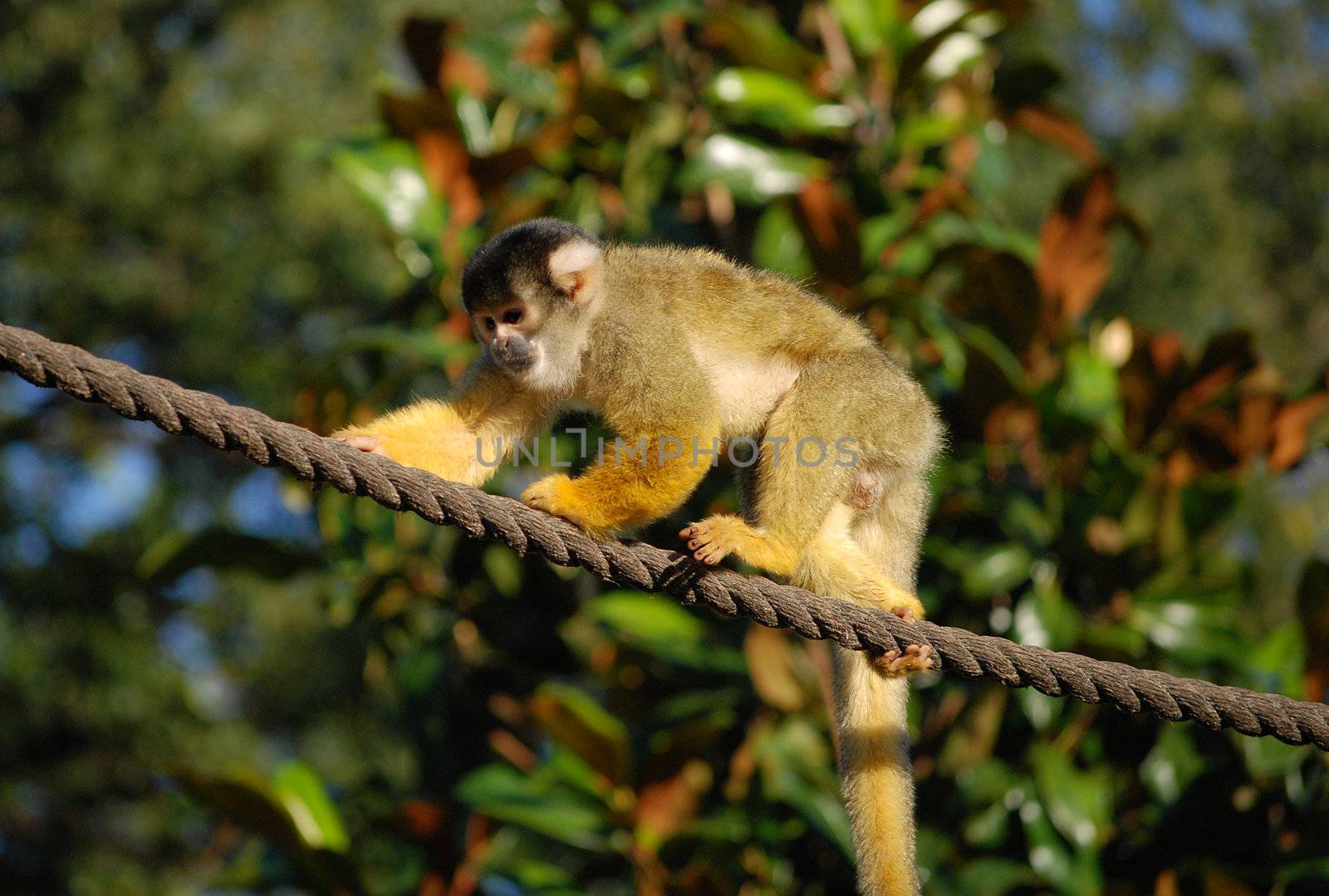 Black capped squirrel monkey walking along a rope