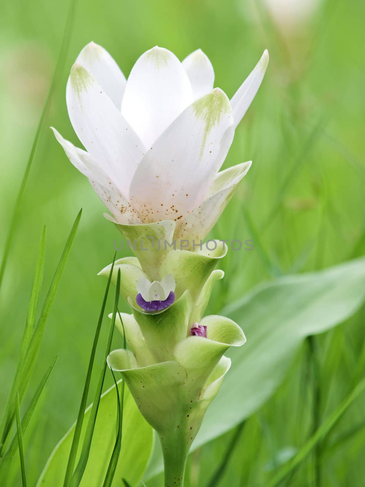 White Siam tulip in Chaiyaphum, Thailand by jakgree