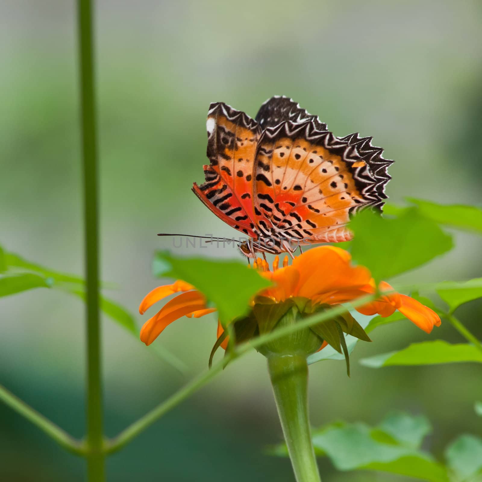 A beautiful butterfly sitting in the flower