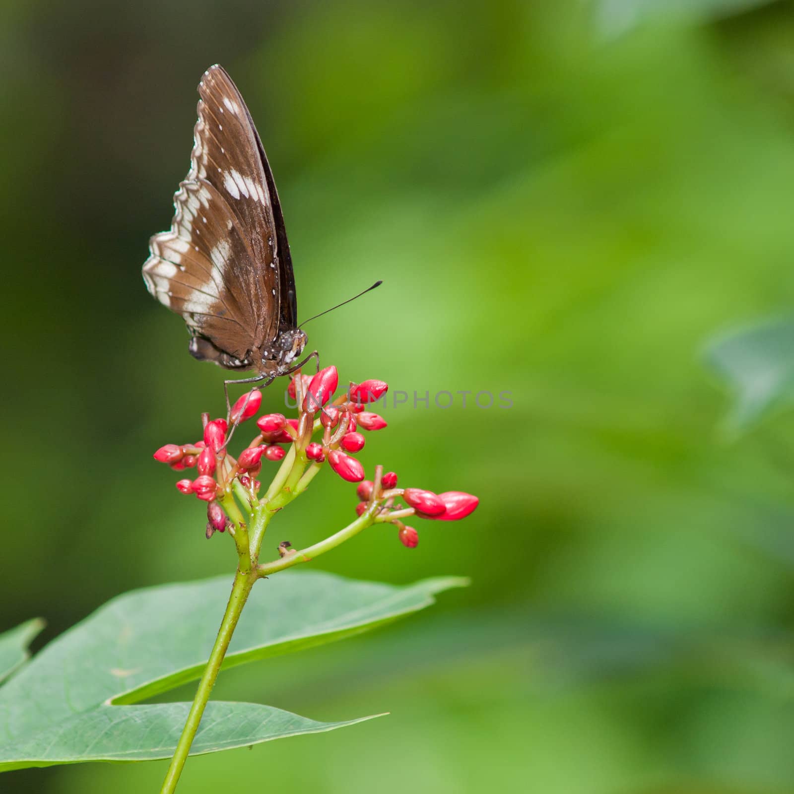 A beautiful butterfly sitting in the flower