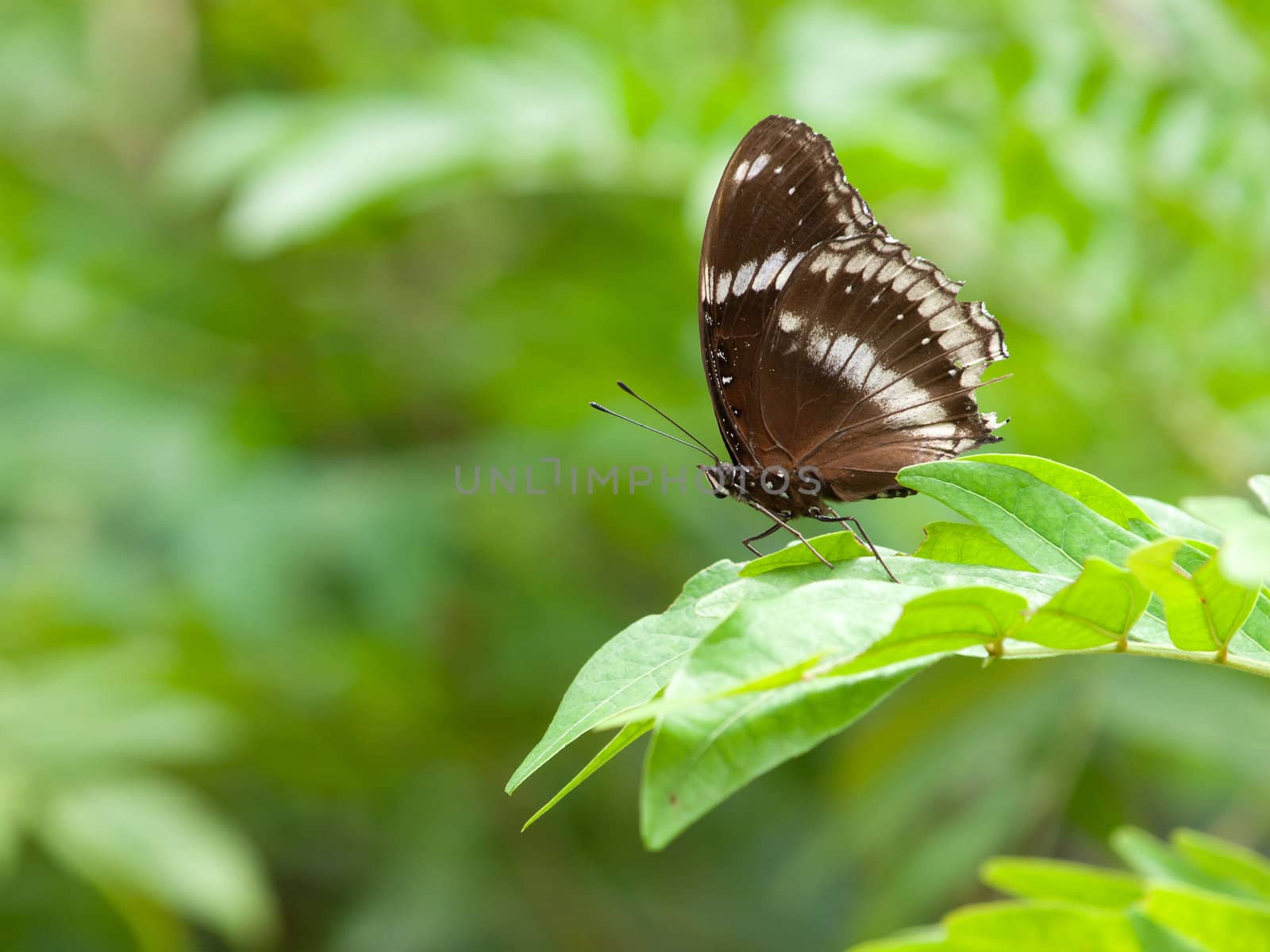 A beautiful butterfly sitting in the tree by jakgree