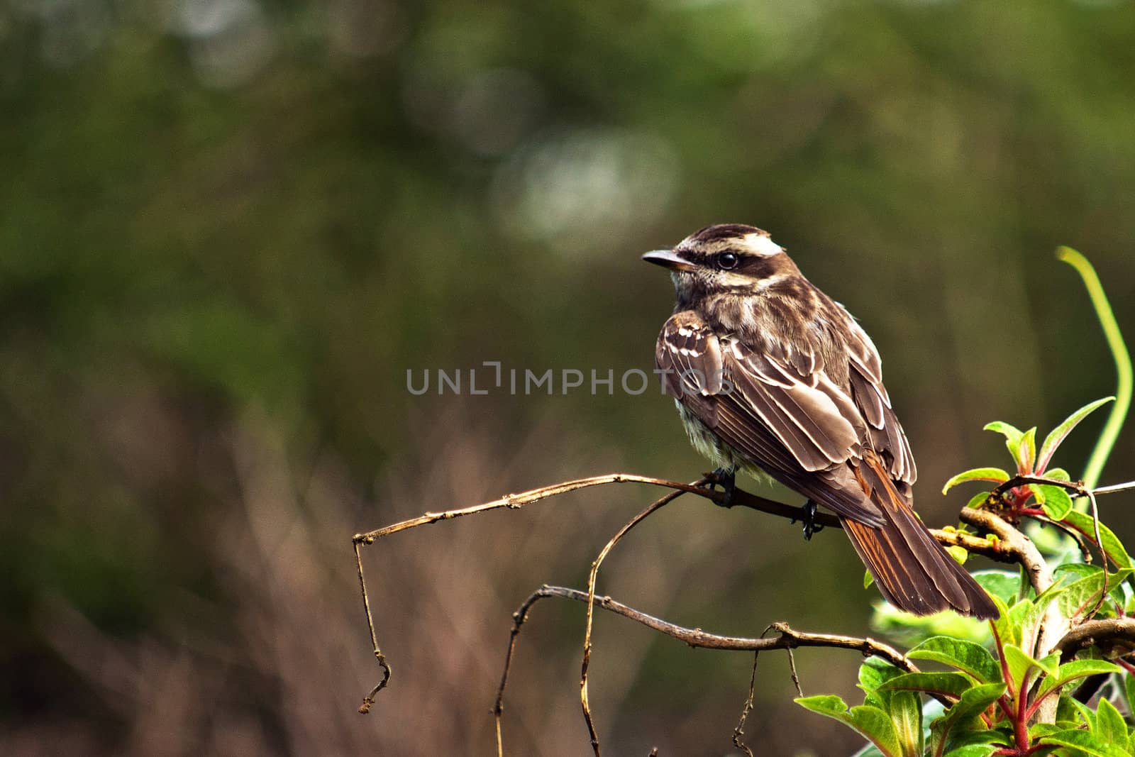 A sparrow resting on a branch.