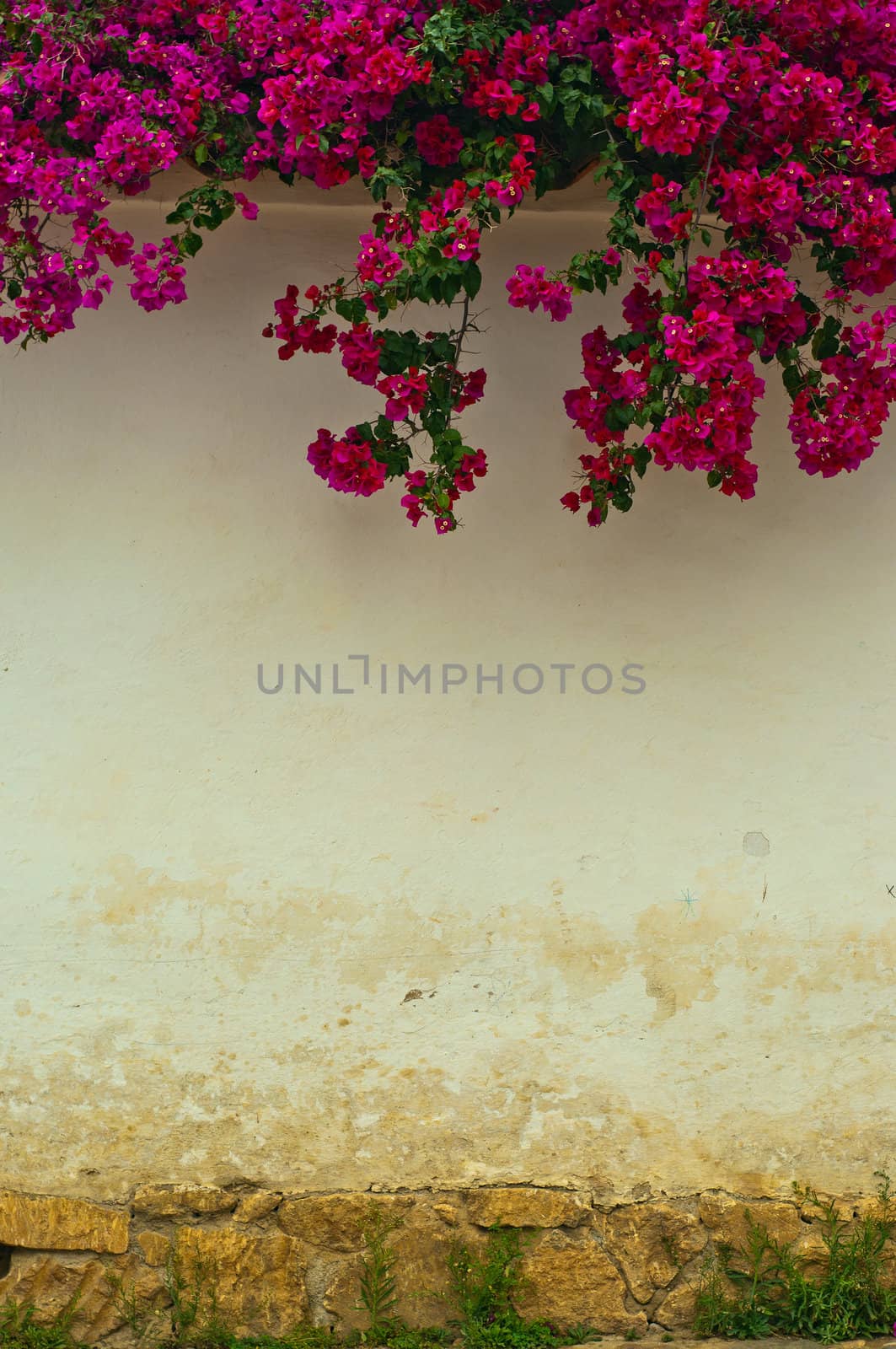 A colonial wall with a Bougainvillea plant overhanging.