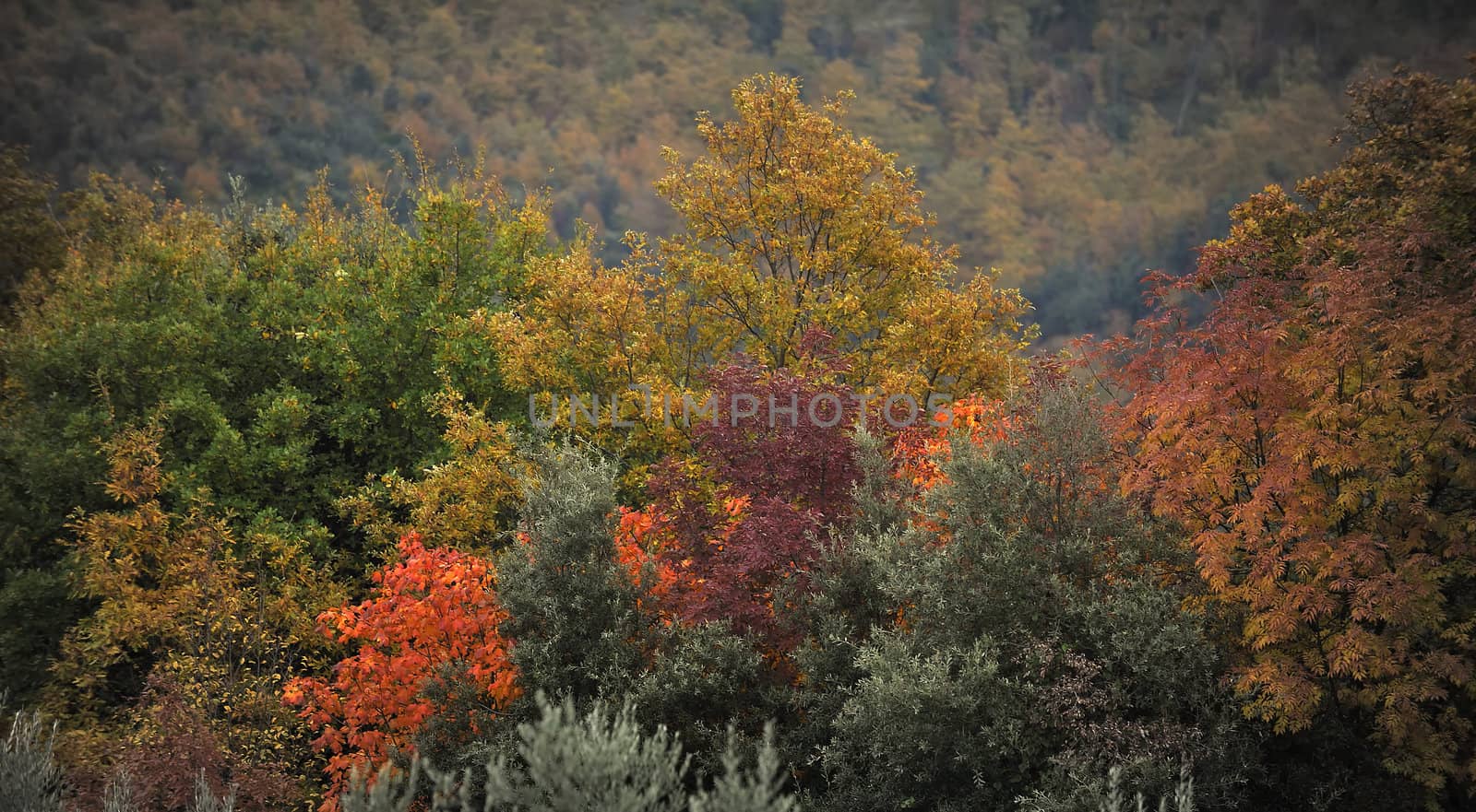 In autumn, every tree has its own color