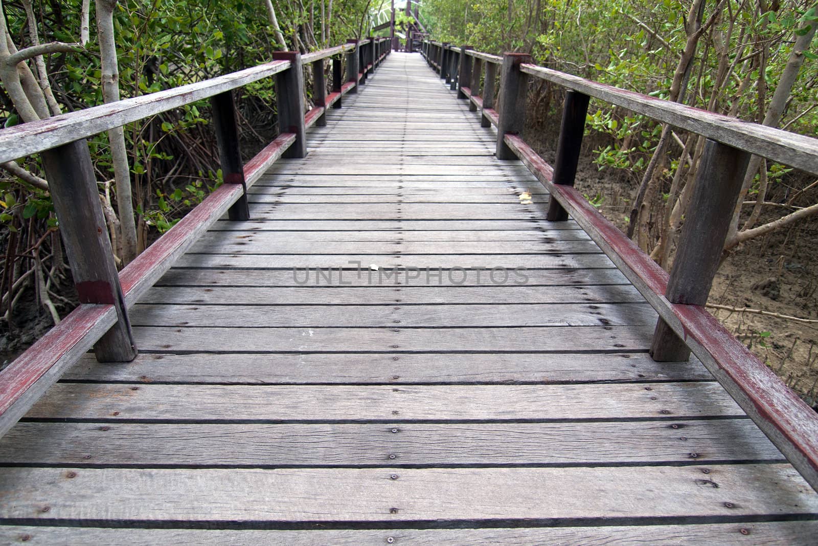 A wooden bridge on mangrove forest by jakgree