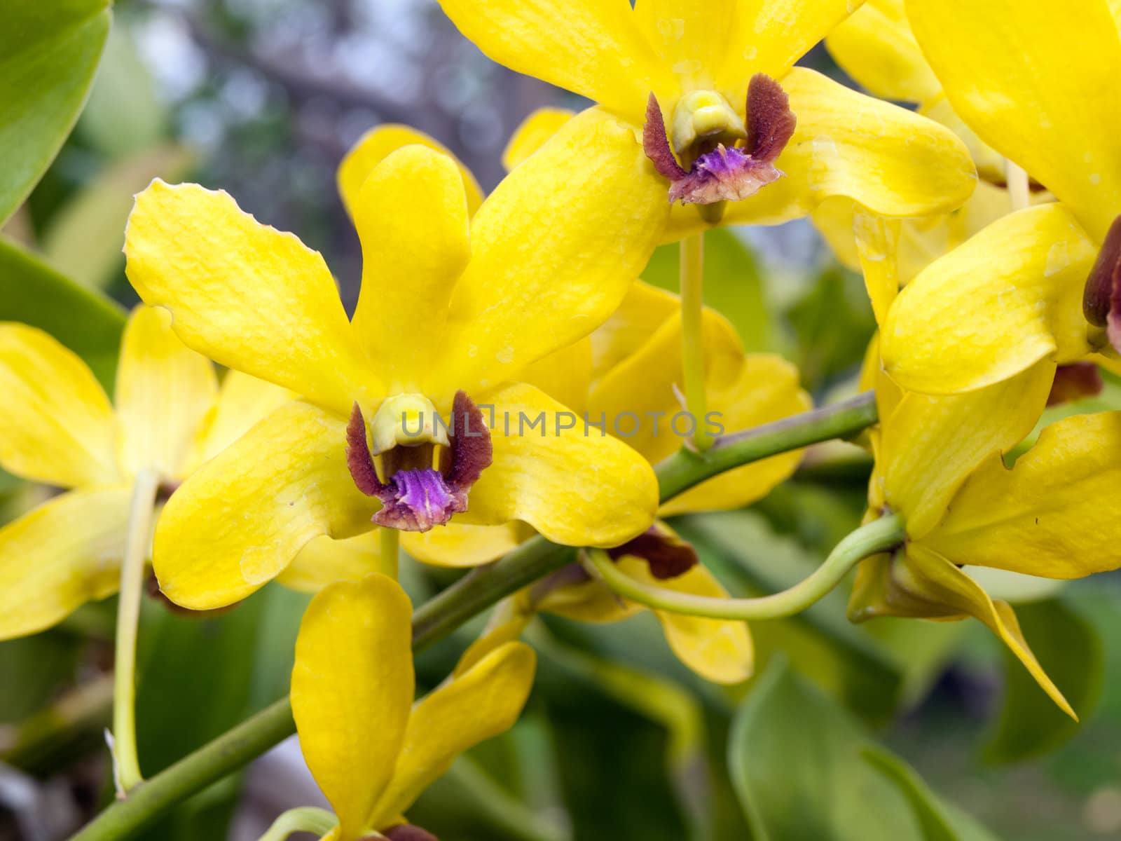 Yellow dendrobium orchid flower