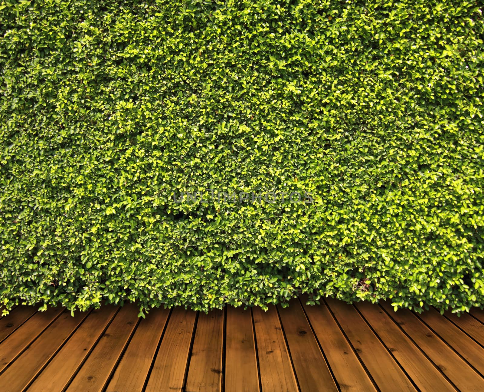 Green leaves wall and wood floor for background
