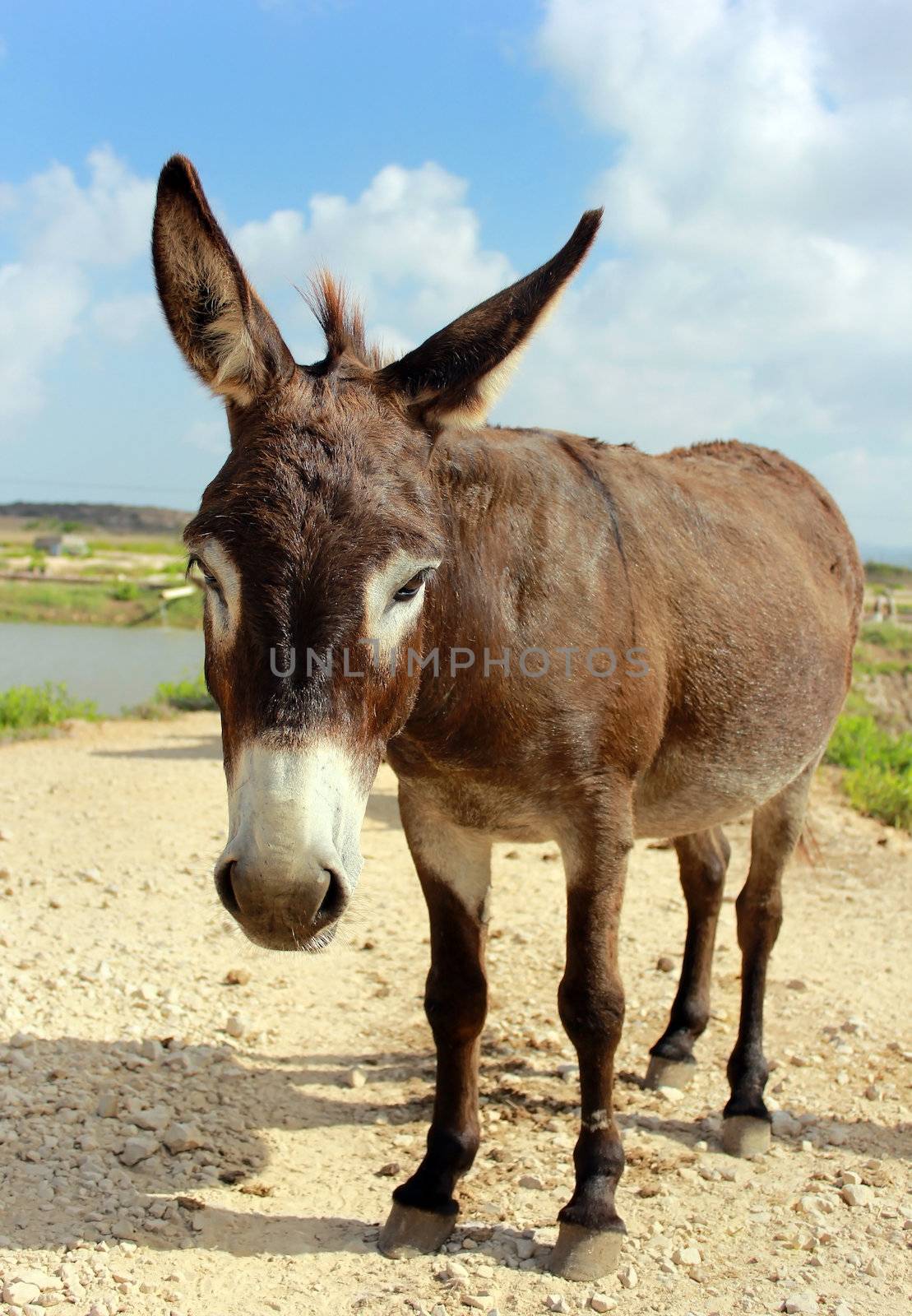 small brown donkey poses for the camera
