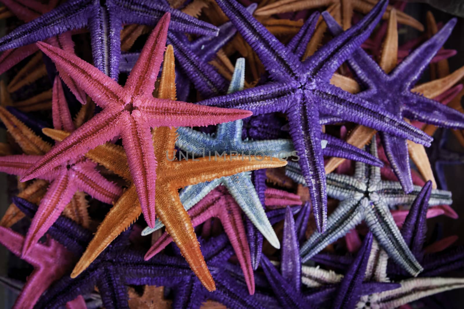 Few colourful seastars.