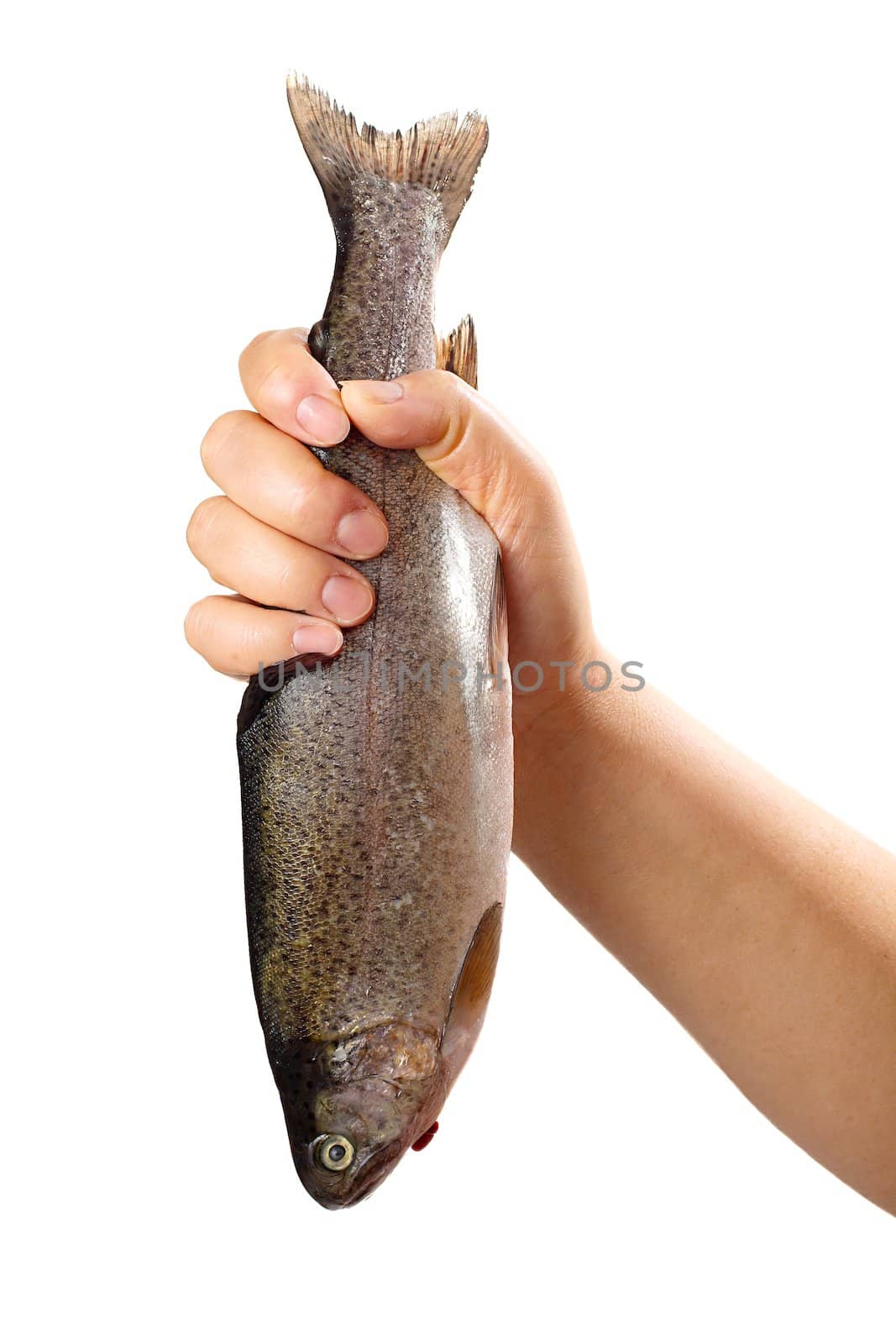 Holding a raw fish isolated on white background