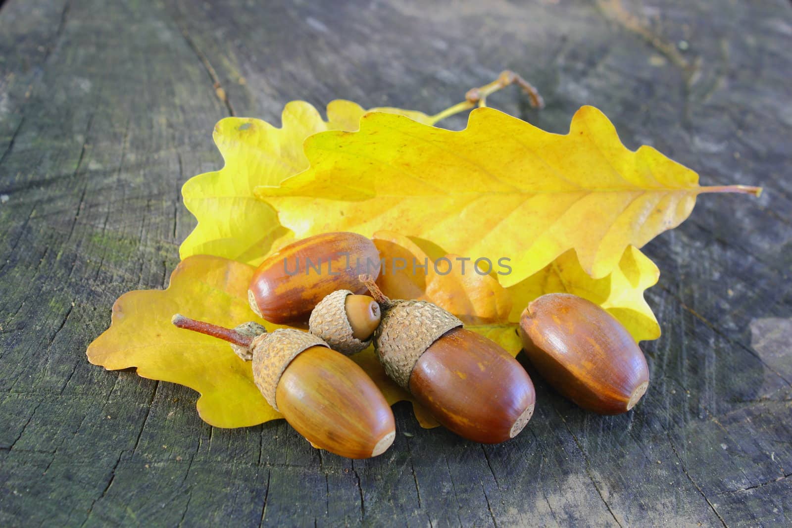 acorns on yellow leafs by taviphoto