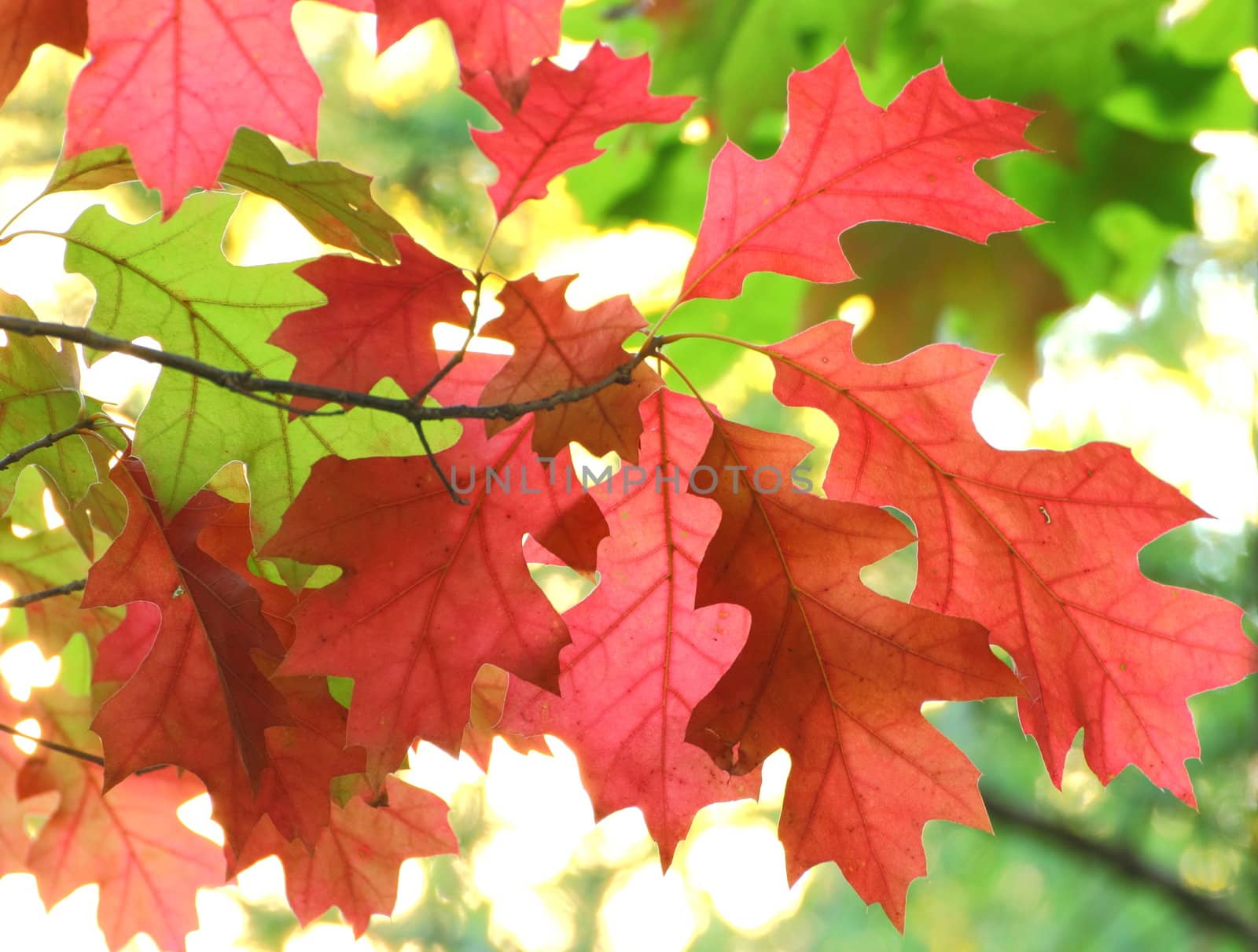 beautiful red maple leaves in fall