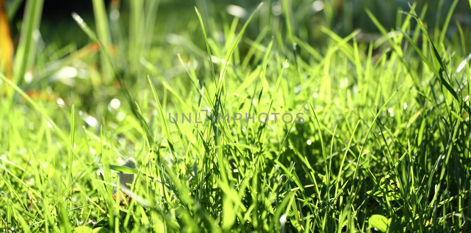 abstract view of green grass by taviphoto