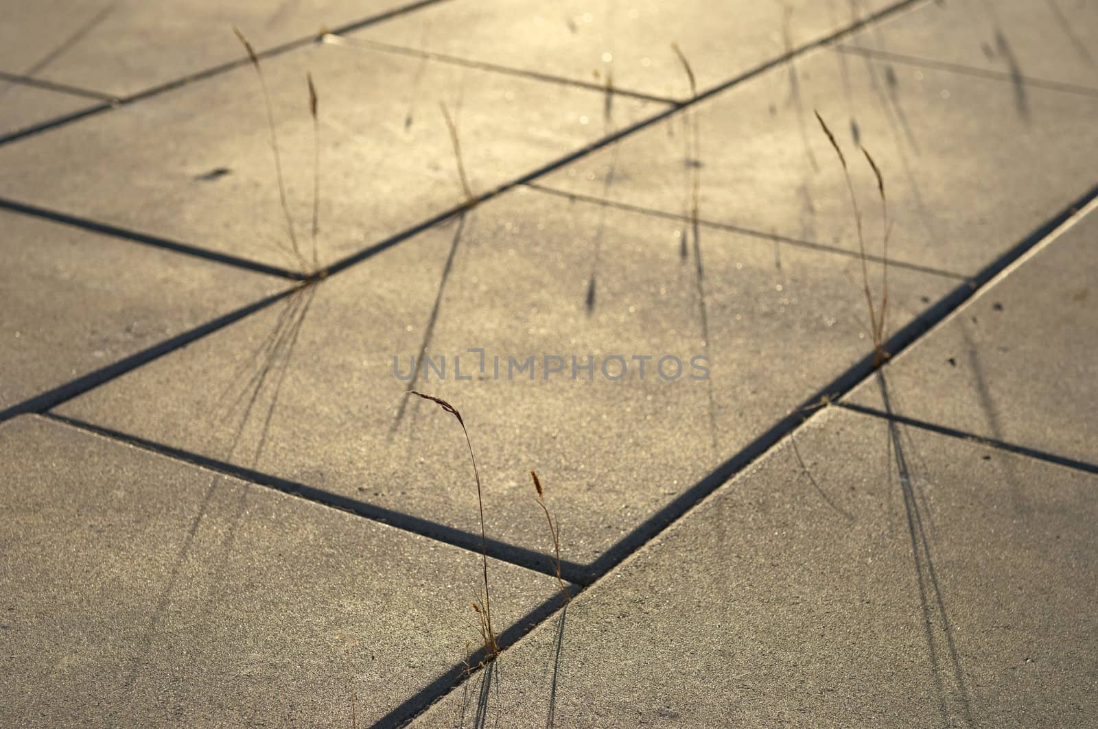 Concrete paving with herbs in the afternoon light