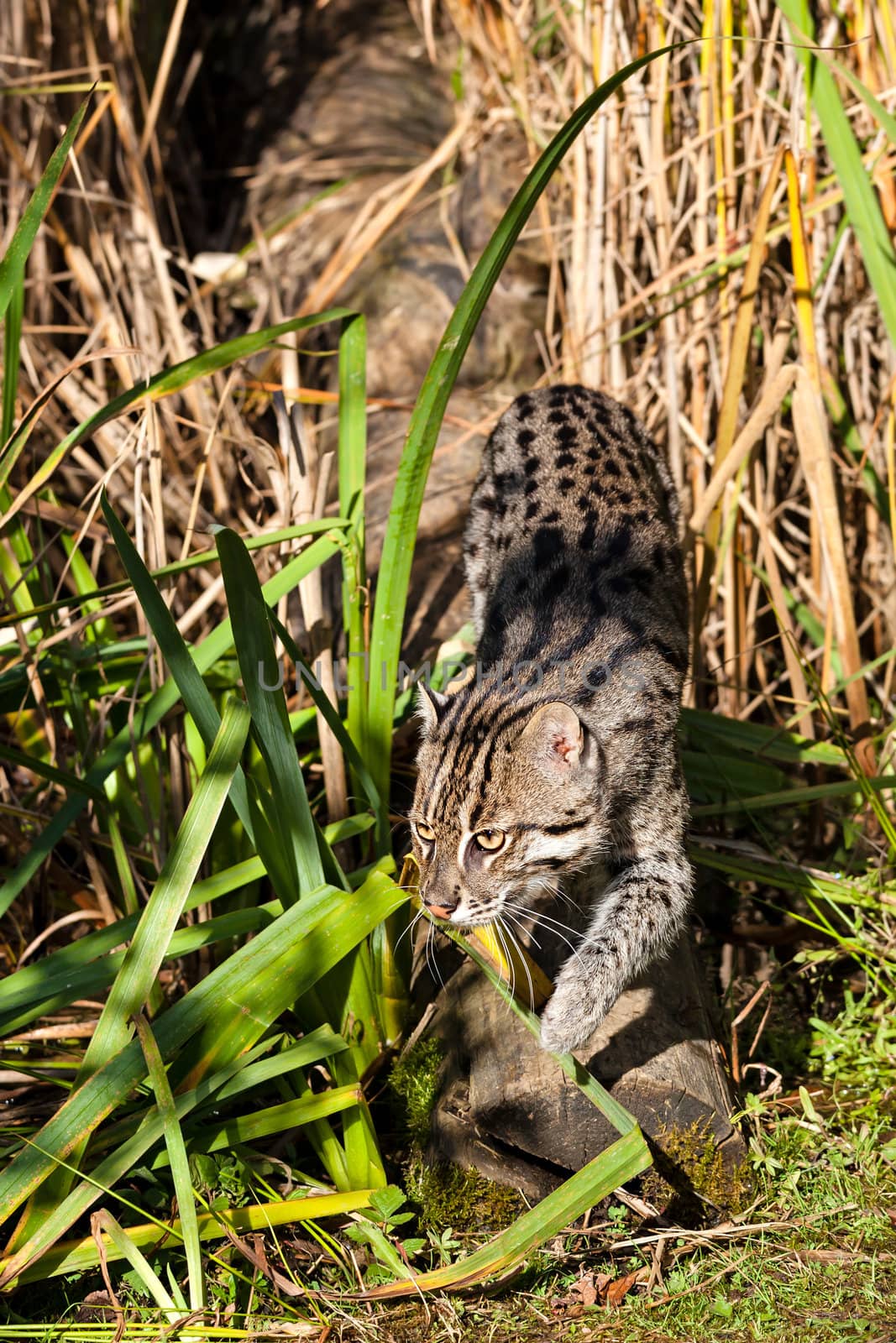 Fishing Cat Sneaking through Long Grass by scheriton
