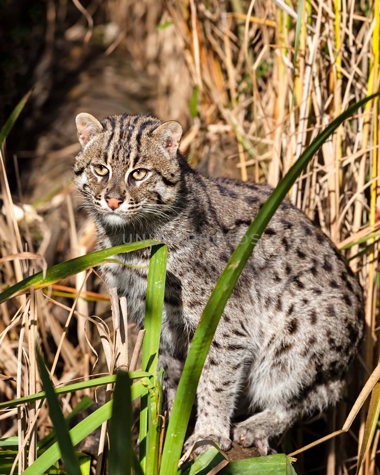 Fishing Cat Standing in Long Grass by scheriton