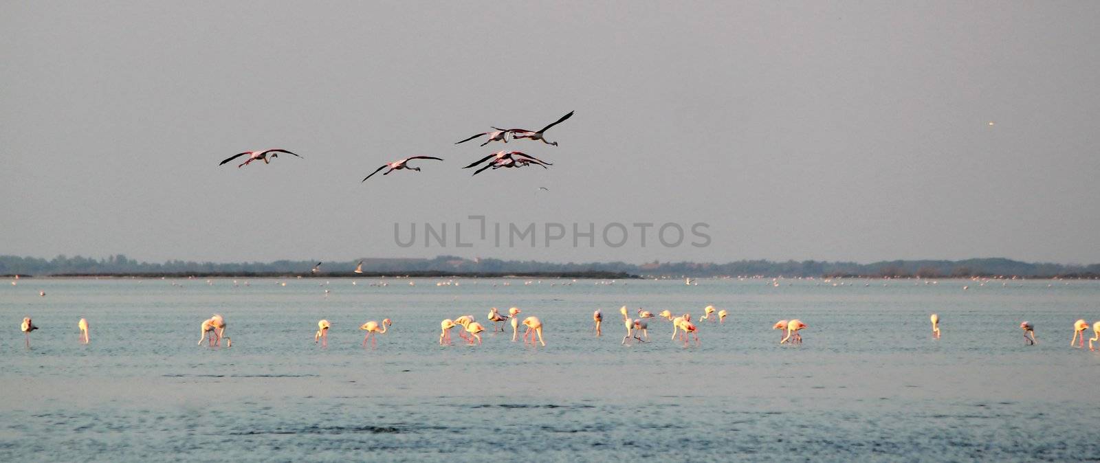 Flamingos flying upon others in Camargue, France