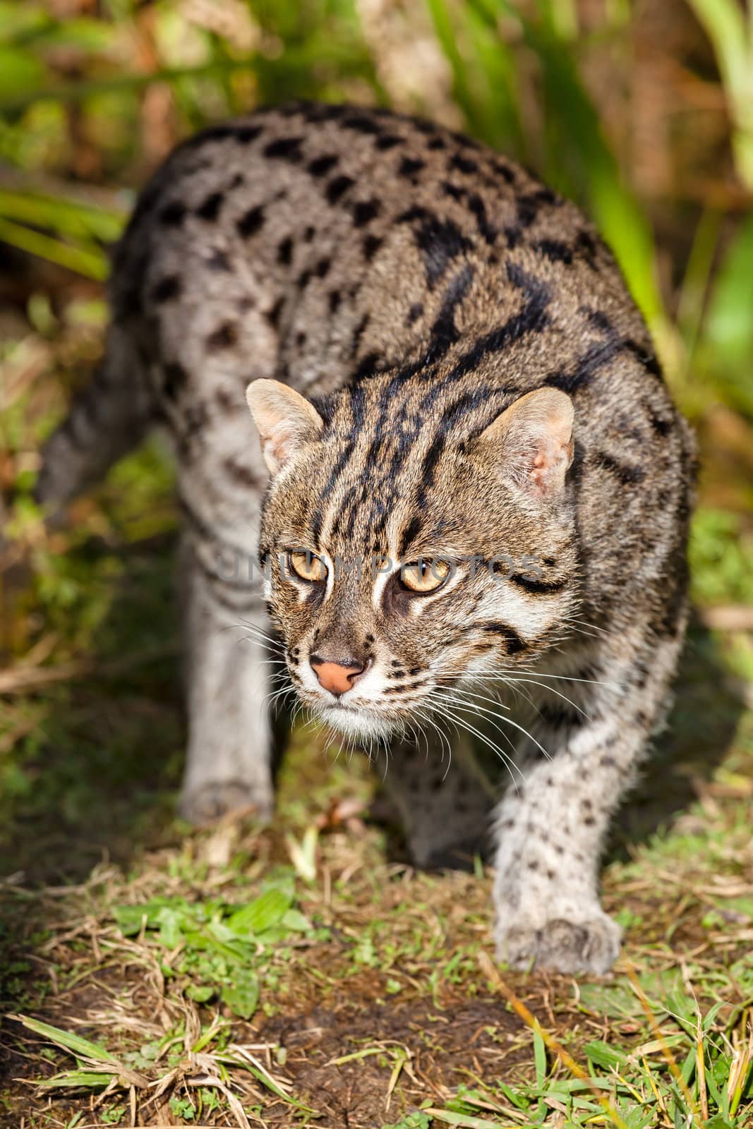 Fishing Cat Prowling in Afternoon Sunshine by scheriton