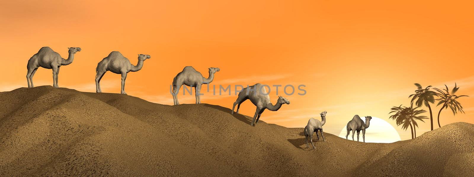 Caravan of camels walking in the desert to an oasis by sunset