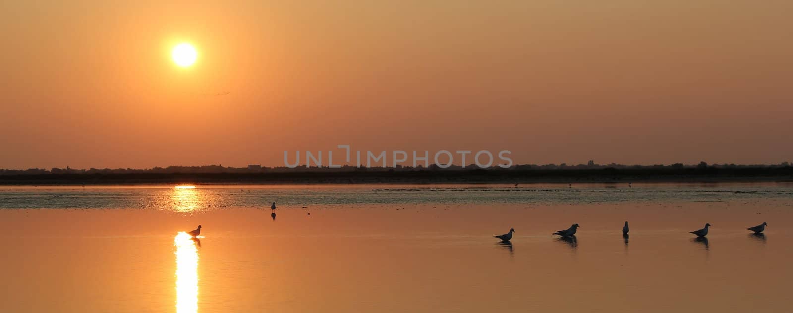 Seagulls standing quietly in the water by sunset