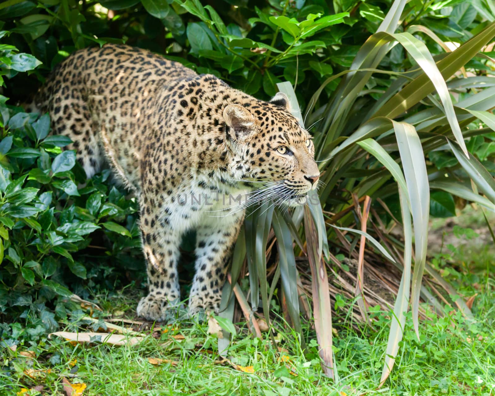 North Chinese Leopard Stalking through Bush Panthera Pardus Japonensis