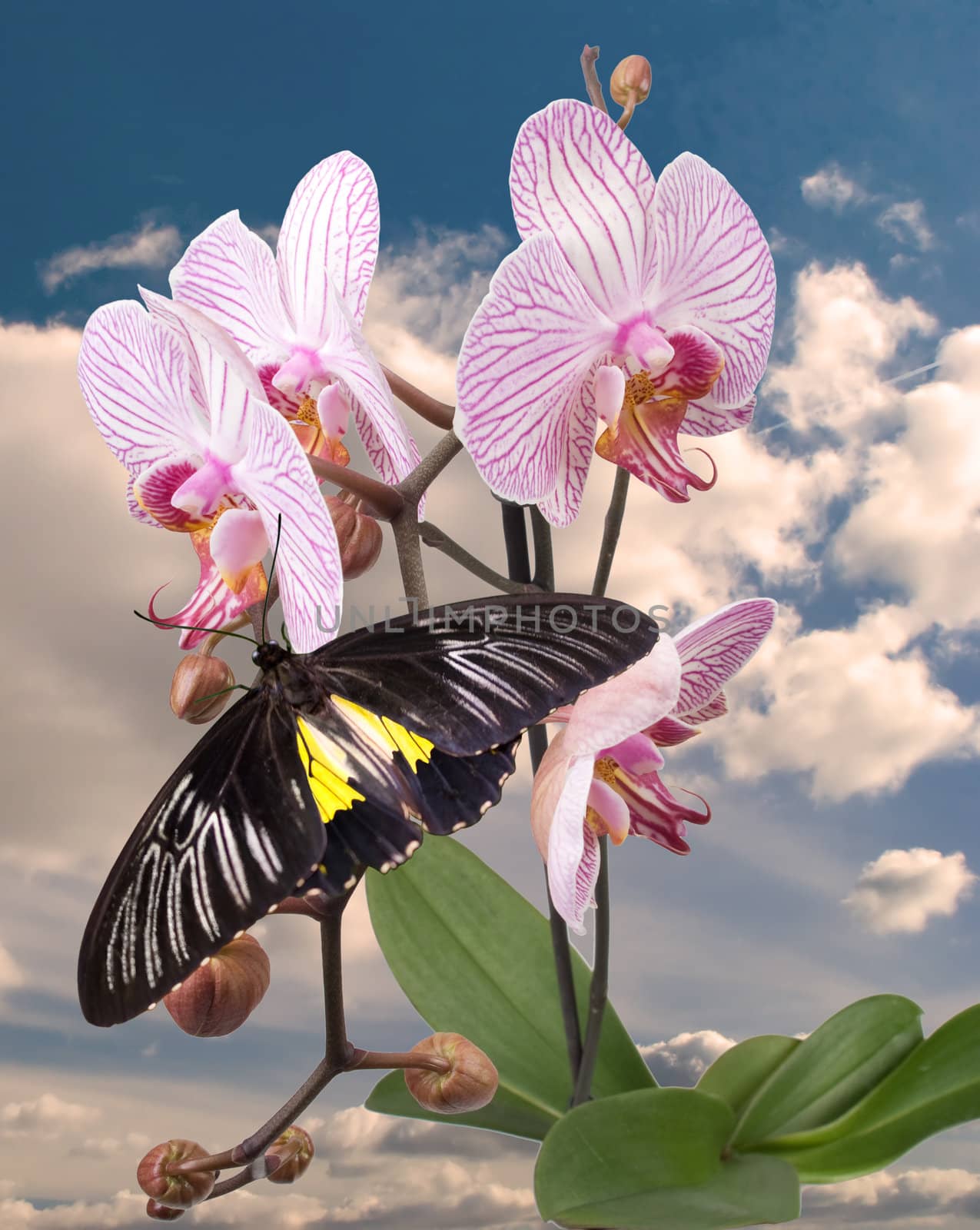 Black butterfly on the pink orchid by BIG_TAU