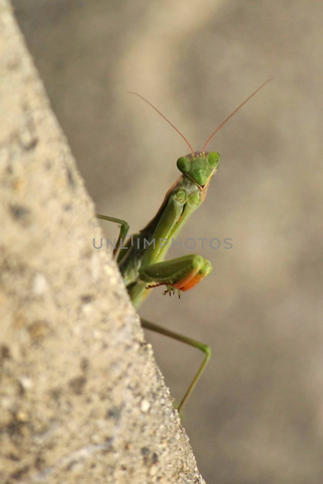 Close up of a praying mantis behind a wall