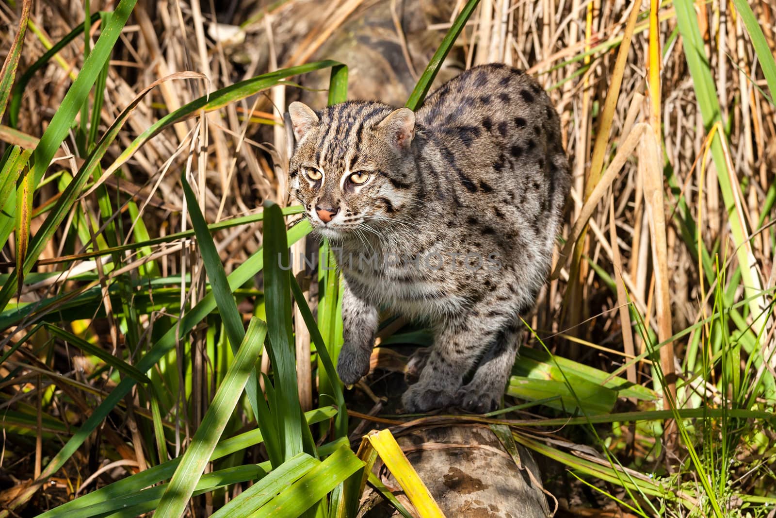 Fishing Cat Hunting in Long Grass by scheriton